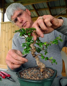 Tom Bjorholm wiring a member's tree at a monthly club meeting