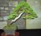 Shimpaku Juniper – Medium size&nbsp;bonsai