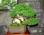 Shohin Shimpaku Juniper