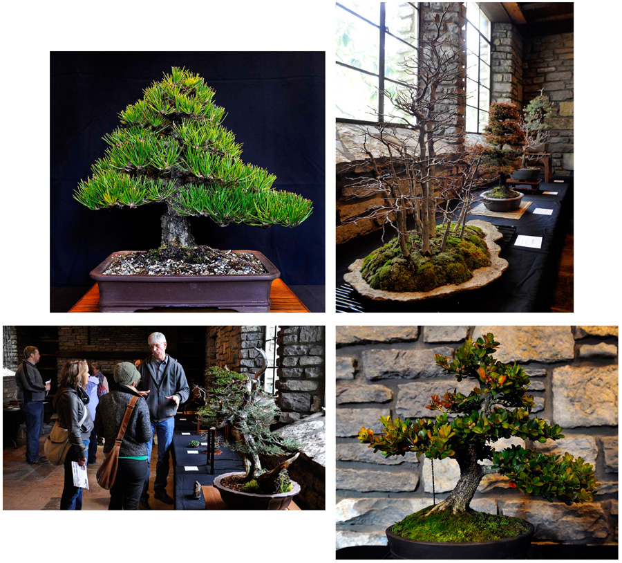 2012 Winter Bonsai Display