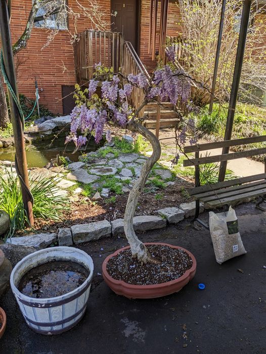 TVBS Chattanooga Bonsai Show Apr.15-16th, 2023 | KNOXVILLE BONSAI SOCIETY